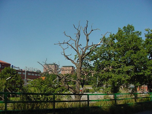 Old tree at AGA