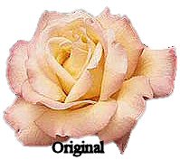 Original rose