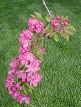 Link to larger picture of Crabapple Branch
