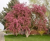 Link to larger picture of Crabapple Tree